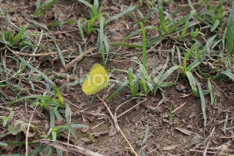 地面に止まっているキタキチョウ 蝶,昆虫,自然の写真素材