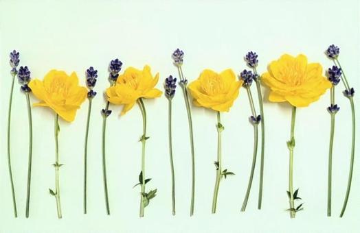 Floral background material, JPG