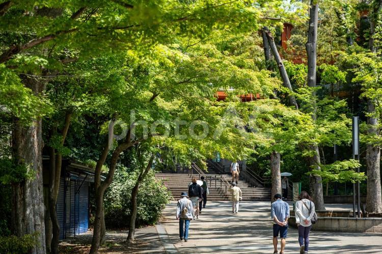 ［東京都武蔵野市・三鷹市］井の頭恩賜公園 井の頭恩賜公園,井の頭公園,公園の写真素材