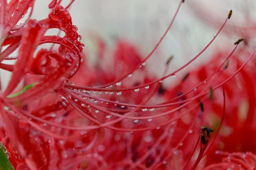 彼岸花 彼岸花 彼岸花,ヒガンバナ,曼珠沙華の写真素材
