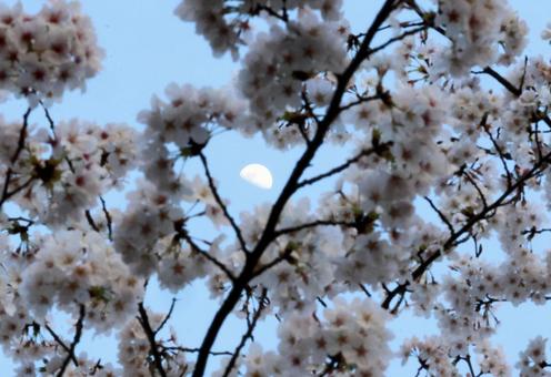 桜と月 桜と月の写真