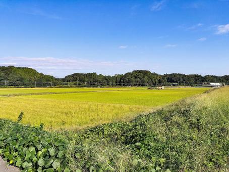 三重県鈴鹿市庄野町　秋の田園風景 田園風景,田圃,田畑の写真素材