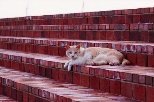 ねこ ねこの写真