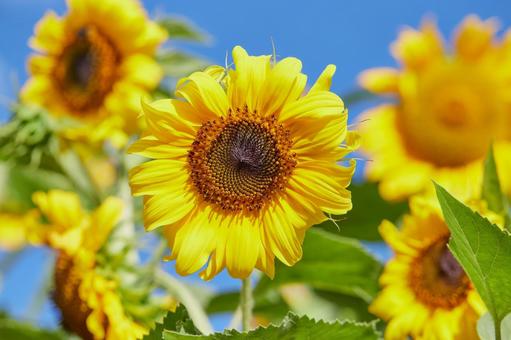 ヒマワリの花 ヒマワリの花の写真