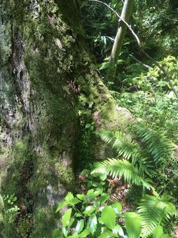 苔むした木とシダの緑 苔,シダ,木の写真素材