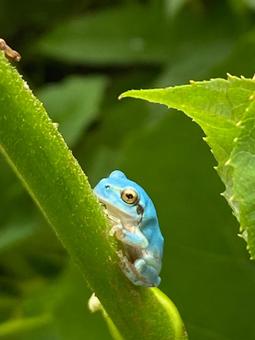 青いカエル カエル,青いカエル,アマガエルの写真素材