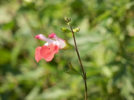 【花の写真】チェリーセージ チェリーセージ,植物,花の写真素材