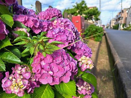 あじさい あじさい,紫陽花,アジサイの写真素材