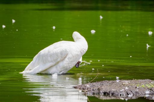 夏の白鳥⑶の写真