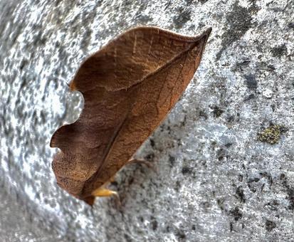 アカエグリバ擬態する蛾 蛾,擬態,枯葉の写真素材