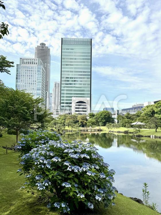 6月　旧芝離宮恩賜庭園 癒し,アジサイ,紫陽花の写真素材