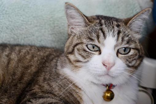 猫 猫 猫,ねこ,ネコの写真素材