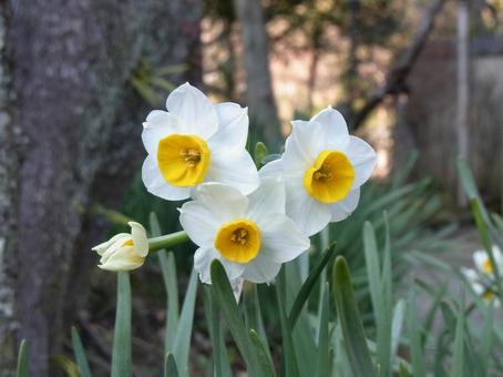 寺の境内に咲く中央が黄色いスイセンの花 寺の境内に咲く中央が黄色いスイセンの花 スイセン,花,植物の写真素材