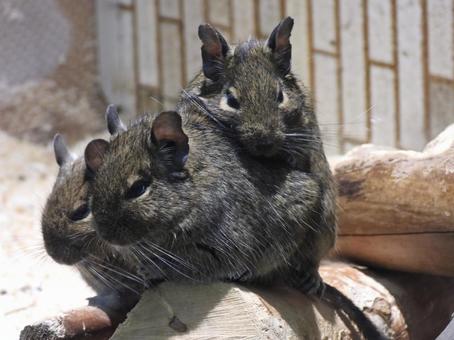 テグー、上野動物園 テグー、上野動物園の写真