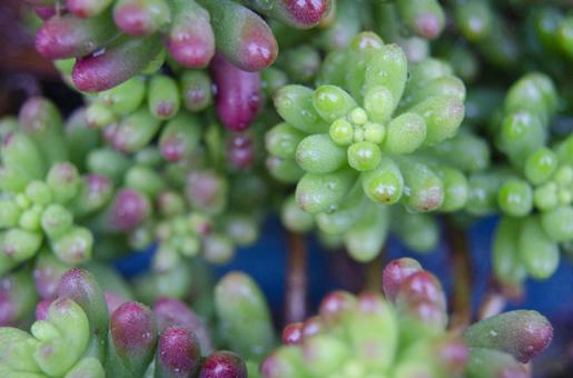 セダム セダムの写真