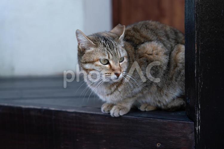 黒いウッドデッキに座って横を向く猫 猫,ネコ,ネコ科の写真素材