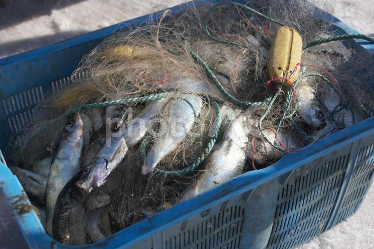 ニシンが獲れた朝　：鰊 鰊,春,漁港の写真素材