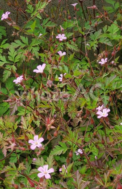 変わらぬ信頼～ヒメフウロ 草花,花言葉,絶滅危惧種の写真素材