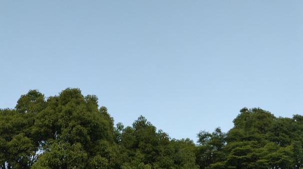 木々と夏の青空 木々と夏の青空の写真