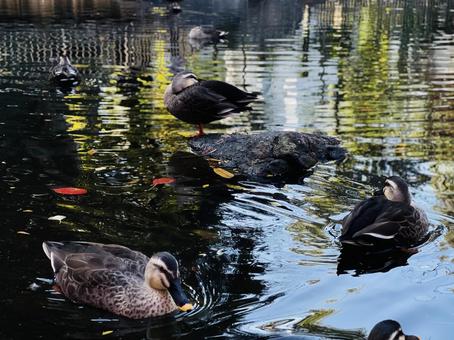 紅葉の水面と鴨 紅葉の水面と鴨 カモ,鳥,自然の写真素材