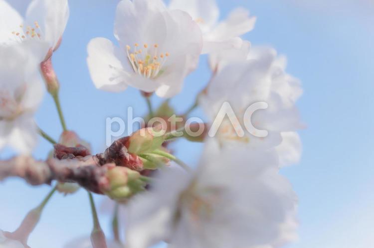 桜　さくら　青空　ハイキー 桜,春,花の写真素材