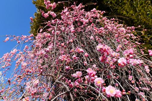 Plum Blossom, JPG