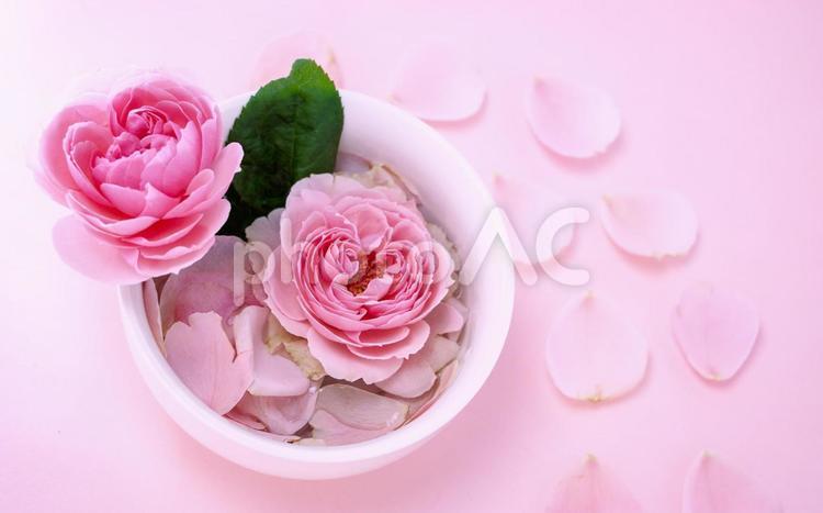 ピンクのバラを使ったイメージ素材 花,ピンク,バラの写真素材