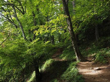 緑の登山道（南アルプス・日向山）の写真