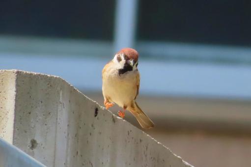 Photo, sparrow, bird, birdie, 