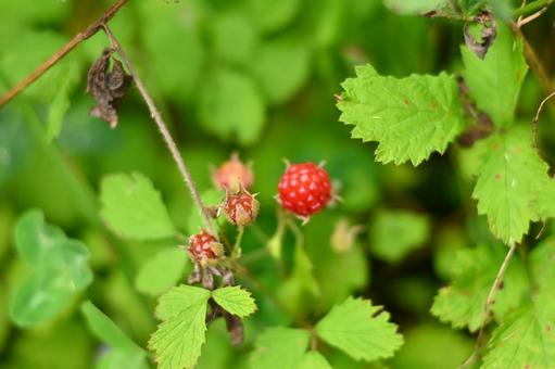 ナワシロイチゴの写真