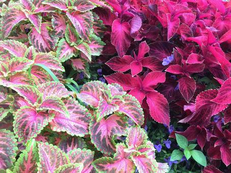 カラーリーフ カラーリーフ,植物,葉の写真素材