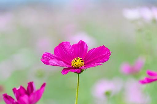 鮮やかな秋のコスモスの花の写真