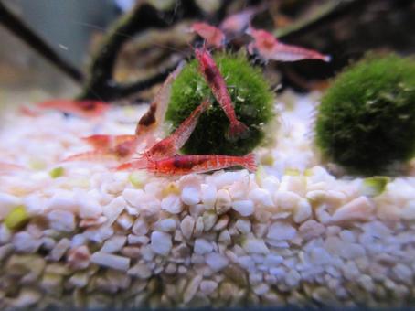 ホロホロシュリンプの群れ ホロホロシュリンプ,ピクシーシュリンプ,スカーレットシュリンプの写真素材