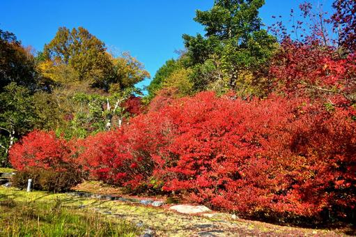 ドウダンツツジ2 ドウダンツツジ,赤い,紅葉の写真素材
