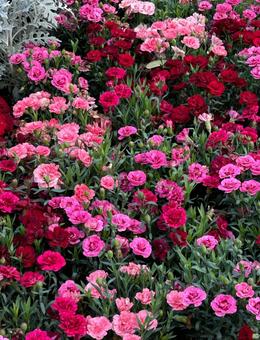 赤い花園 カーネーション,花,母の日の写真素材