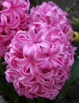 ヒヤシンス・ヒアシンス　クローズアップ ヒヤシンス,球根植物,壁紙の写真素材