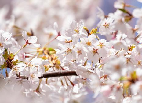 可憐な花、桜のアップ 可憐な花、桜のアップ 桜,クローズアップ,愛らしいの写真素材