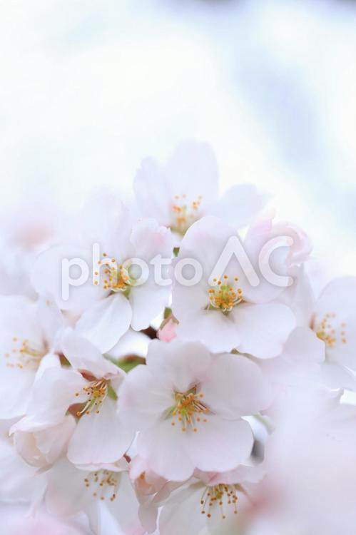 さくら　桜 桜,さくら,サクラの写真素材