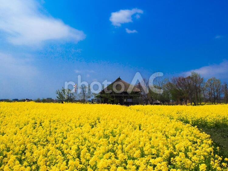 青空と菜の花と古民家 春,菜の花,青空の写真素材