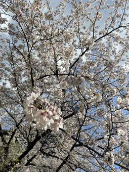 桜の写真