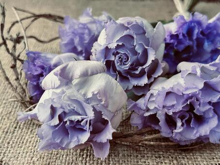 トルコキキョウ トルコキキョウ,八重,花の写真素材