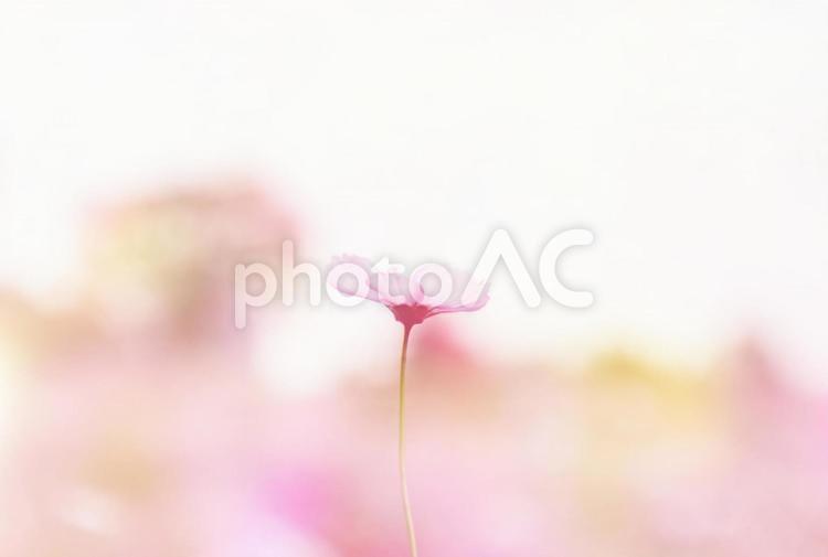 秋桜　ふんわり温か 秋桜,花,秋の写真素材