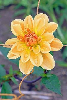 宝塚ダリア園秋ダリア28ゴールドラッシュ 宝塚市,宝塚ダリア園,ダリアの写真素材