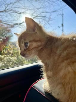 窓の外を眺める子猫 窓の外を眺める子猫の写真