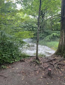 きれいな自然 自然,木々,木陰の写真素材