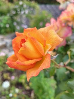バラ 薔薇 オレンジ バラ 薔薇 オレンジ 薔薇,バラ,オレンジの写真素材