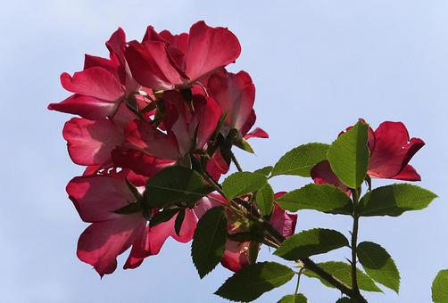 バラ [Rose]-022の写真