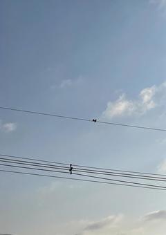 2羽の鳥 2羽の鳥の写真