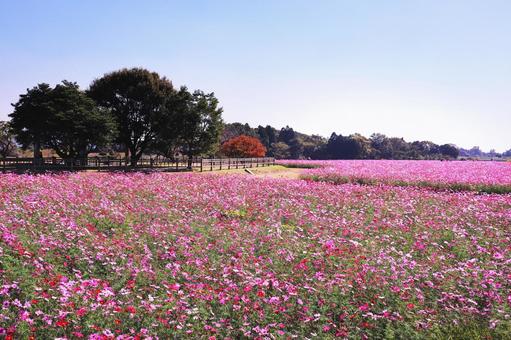 満開のコスモス畑の風景 満開のコスモス畑の風景の写真