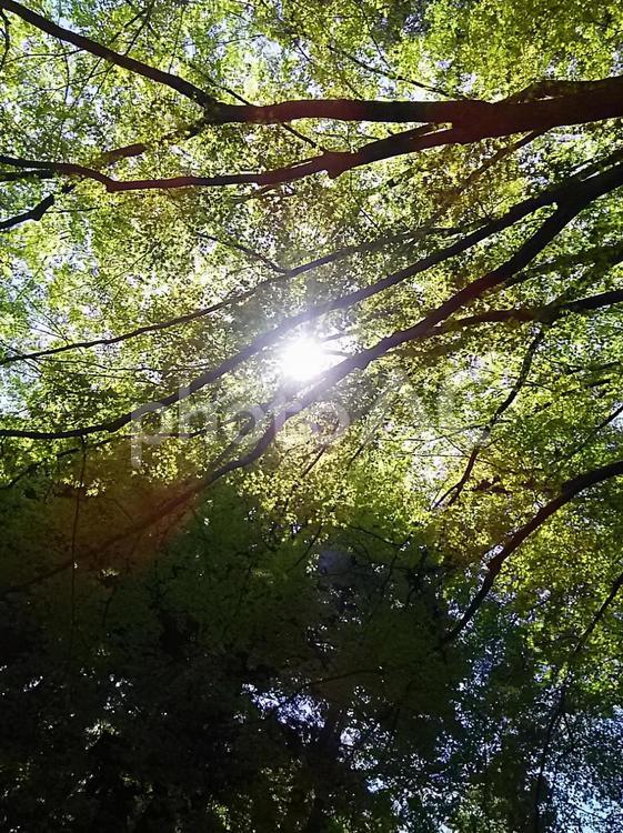 新緑春の木漏れ日 自然,木,新緑の写真素材